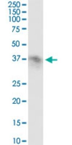 Anti-FCGR2B antibody produced in rabbit