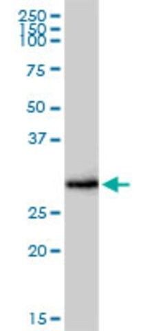 Anti-FCER1A antibody produced in rabbit