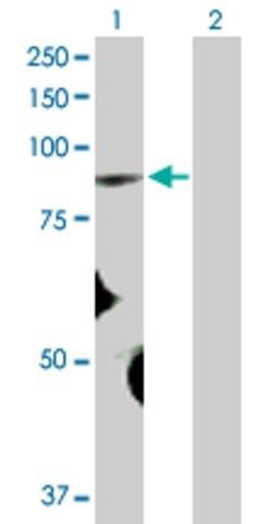 Anti-FBXO40 antibody produced in rabbit