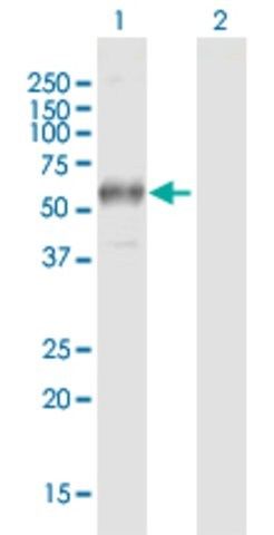 Anti-FCGR1A antibody produced in mouse