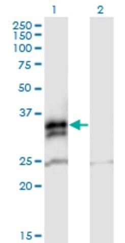 Anti-FCN2 antibody produced in mouse