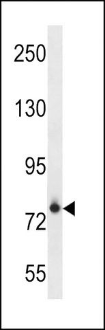 ANTI-FCRL3(C-TERMINAL) antibody produced in rabbit