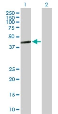 Anti-ERAL1 antibody produced in mouse