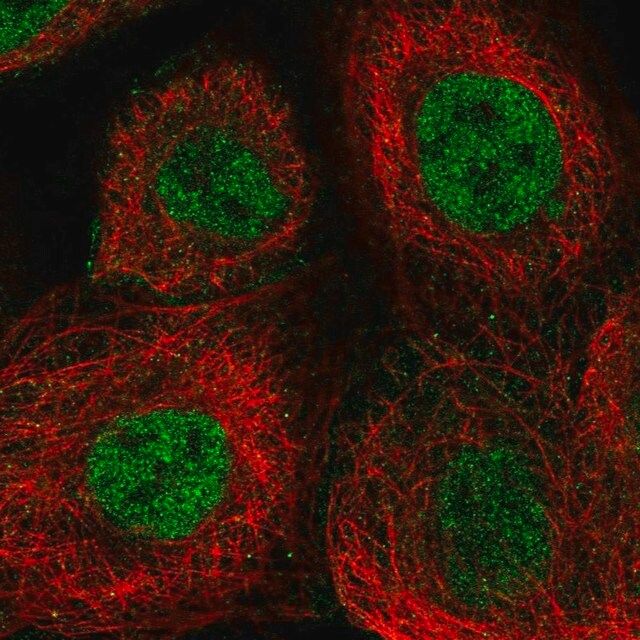 Anti-ERCC4 antibody produced in rabbit