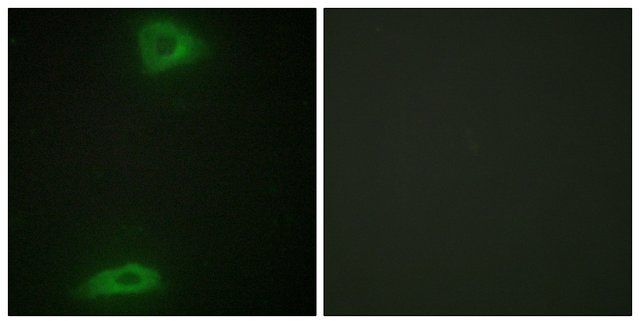 Anti-ERGI3 antibody produced in rabbit