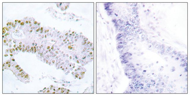 Anti-ERF antibody produced in rabbit