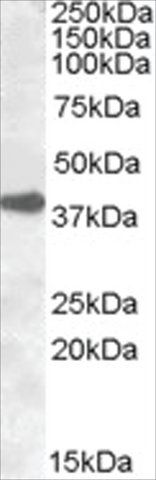 Anti-ERCC1 antibody produced in goat