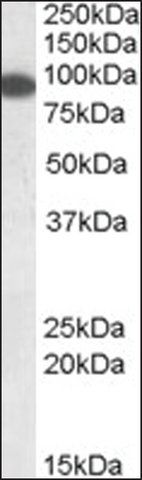 Anti-ERC1 (N-terminal) antibody produced in goat