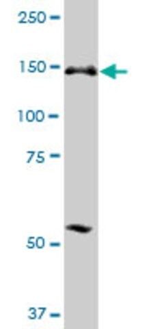 Anti-ERCC6L antibody produced in mouse