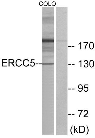 Anti-ERCC5 antibody produced in rabbit