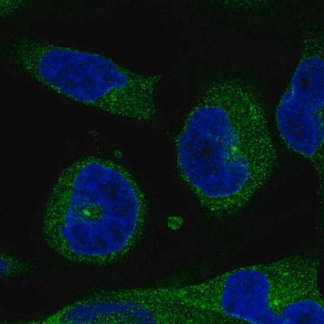 Anti-ERFE antibody produced in rabbit