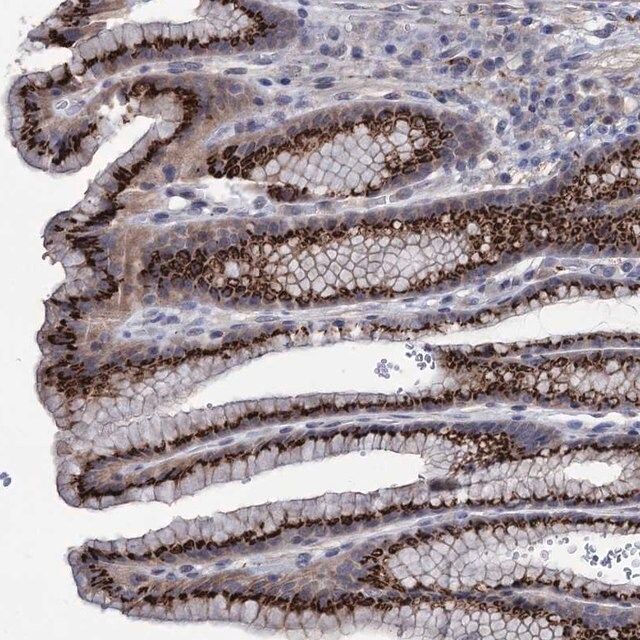 Anti-ESD antibody produced in rabbit