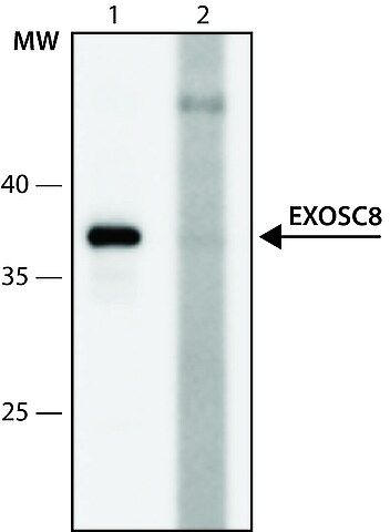 Anti-EXOSC8 (7-18) antibody produced in rabbit