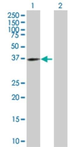 Anti-EXTL2 antibody produced in mouse