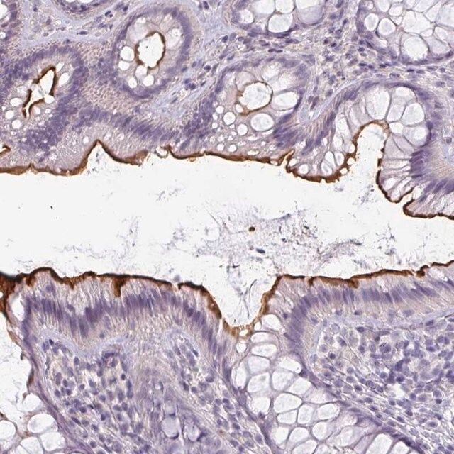 Anti-EYA3 antibody produced in rabbit