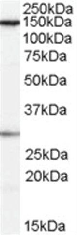 Anti-FACT/SUPT16H antibody produced in goat