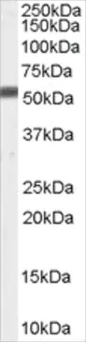 Anti-FACE1/ZMPSTE24 antibody produced in goat