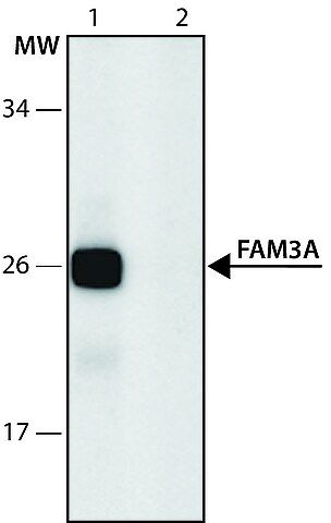 Anti-FAM3A (196-210) antibody produced in rabbit