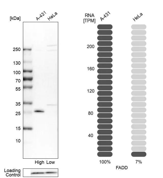 Anti-FADD antibody produced in rabbit