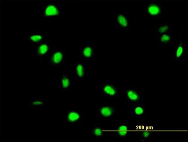 Anti-FAF1 antibody produced in mouse