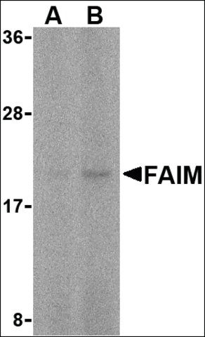 Anti-FAIM antibody produced in rabbit