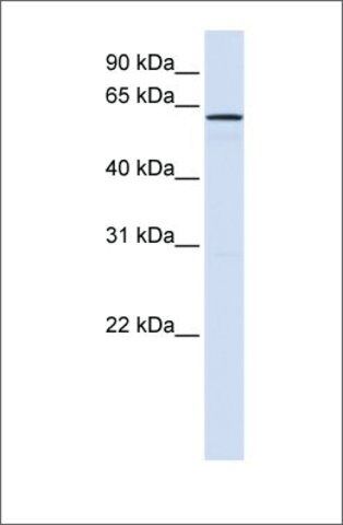 Anti-FAM20A