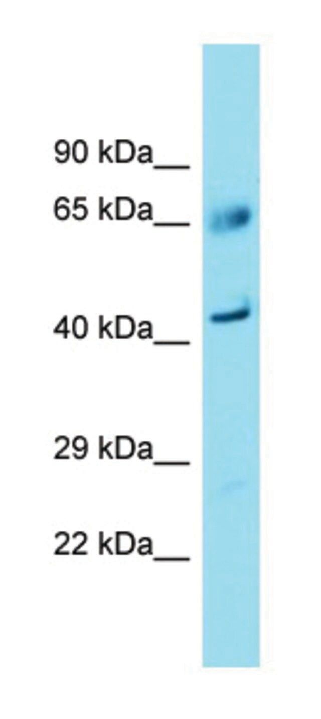 Anti-FAM83A (C-terminal) antibody produced in rabbit