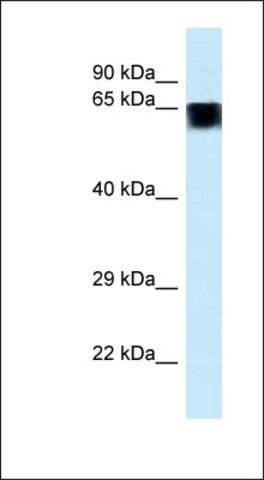 Anti-FAM161A antibody produced in rabbit