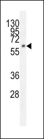 ANTI-FAM155A (N-TERM) antibody produced in rabbit