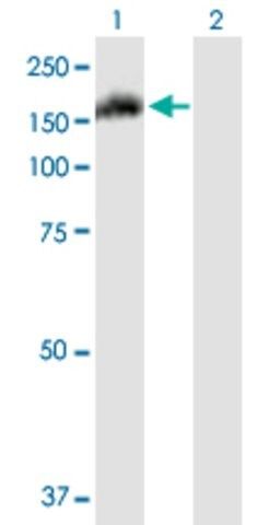 Anti-FAM62A antibody produced in mouse