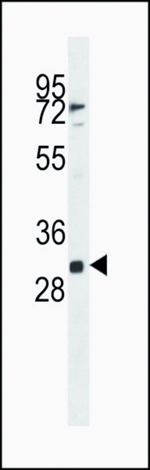 ANTI-FAM166A (N-TERM) antibody produced in rabbit