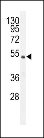 ANTI-FAM102A (C-TERM) antibody produced in rabbit