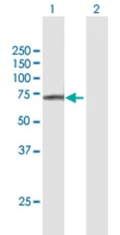 Anti-FAM111A antibody produced in mouse