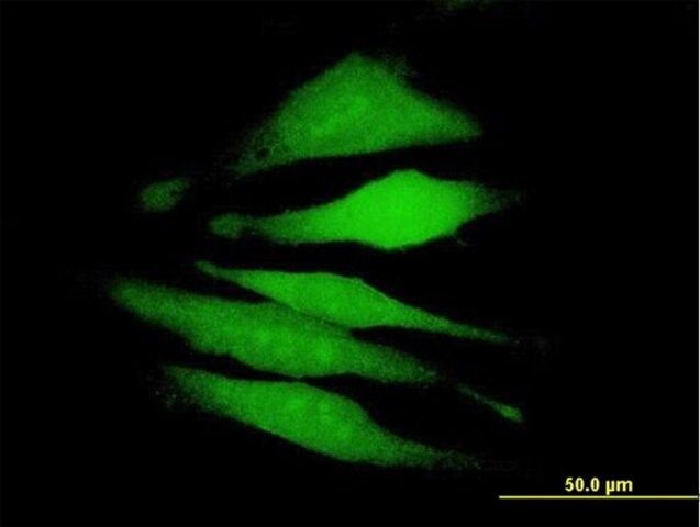 Anti-FAM122A antibody produced in mouse