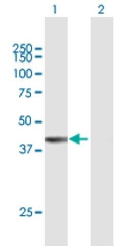 Anti-FAM55A antibody produced in mouse