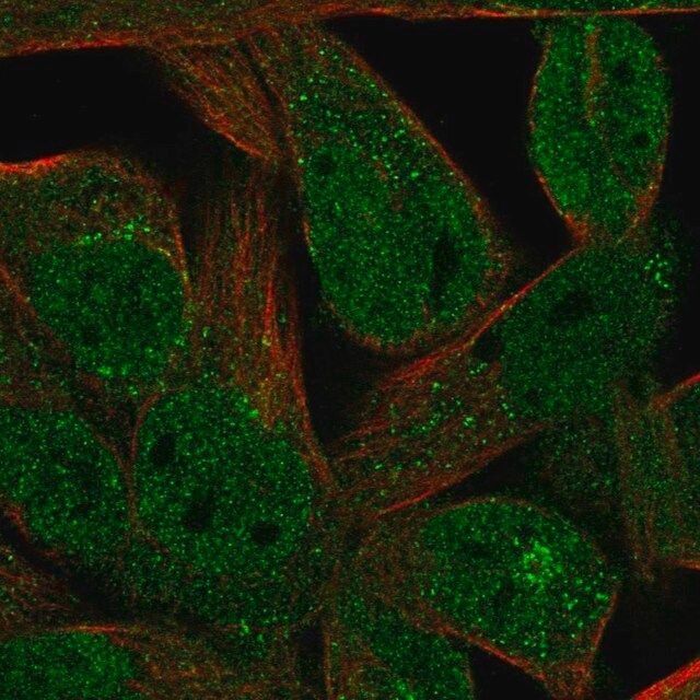 Anti-FAM89A antibody produced in rabbit