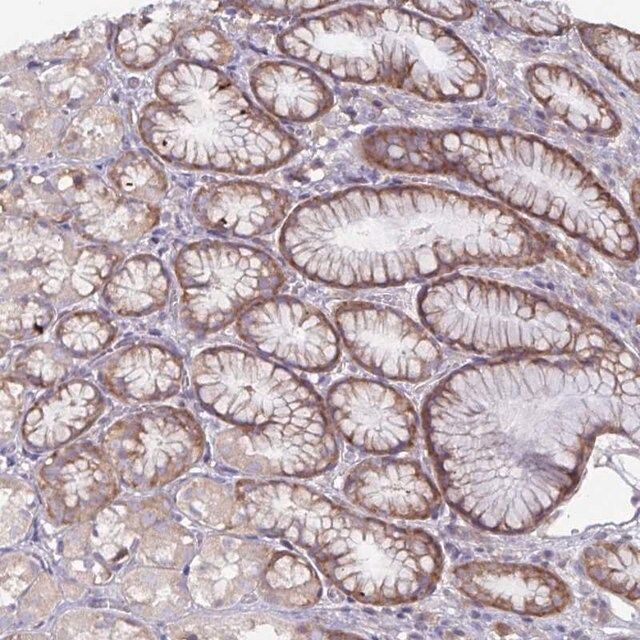 Anti-FAM120A antibody produced in rabbit