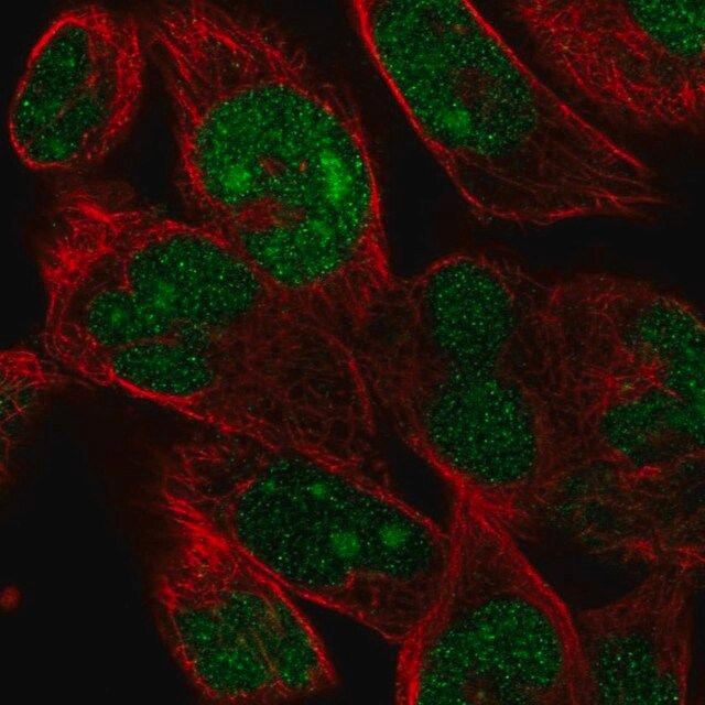 Anti-FAM204A antibody produced in rabbit