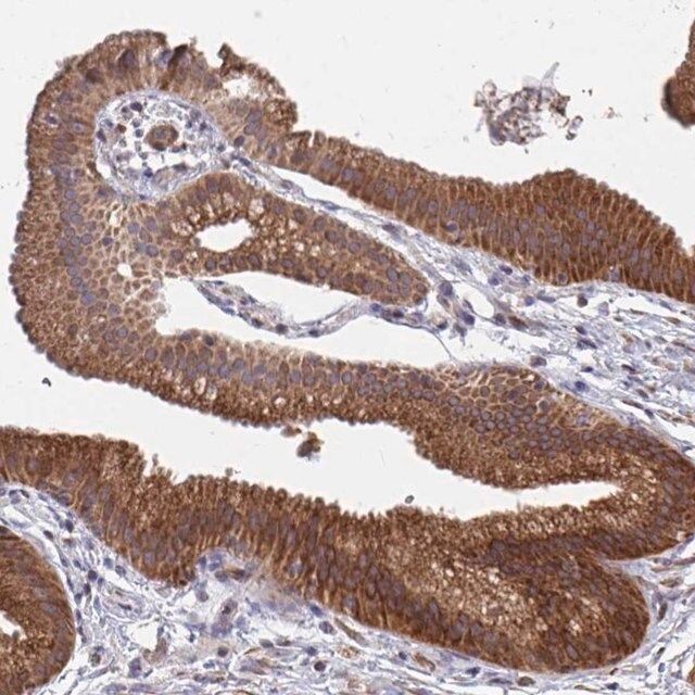 Anti-FAM89A antibody produced in rabbit