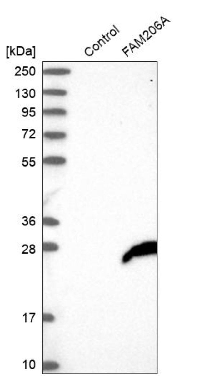 Anti-FAM206A antibody produced in rabbit