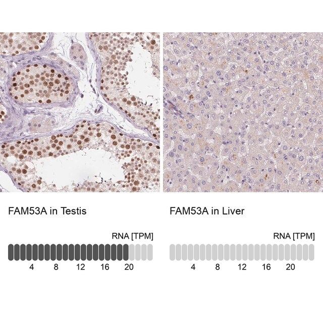 Anti-FAM53A antibody produced in rabbit