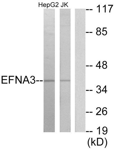 Anti-EFNA3 antibody produced in rabbit