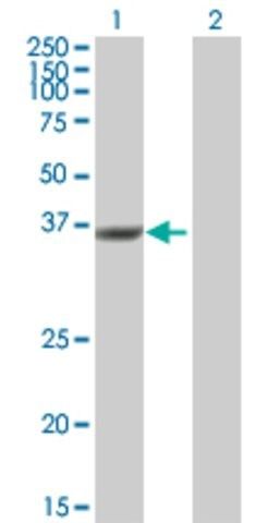 Anti-DUSP12 antibody produced in mouse