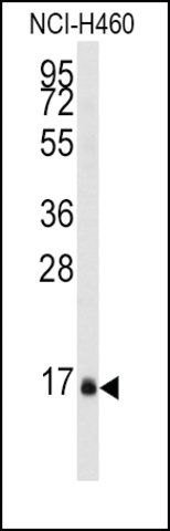 Anti-DUSP21 (center) antibody produced in rabbit