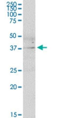 Anti-DUSP11 antibody produced in mouse