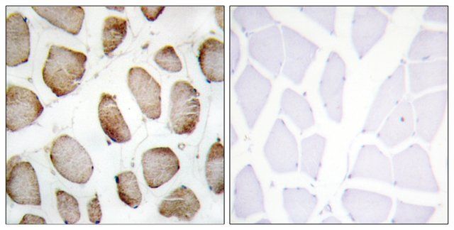 Anti-DUS2L antibody produced in rabbit