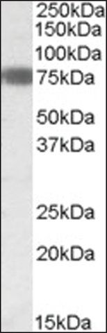 Anti-EBF1 antibody produced in goat