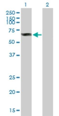 Anti-DYRK4 antibody produced in mouse