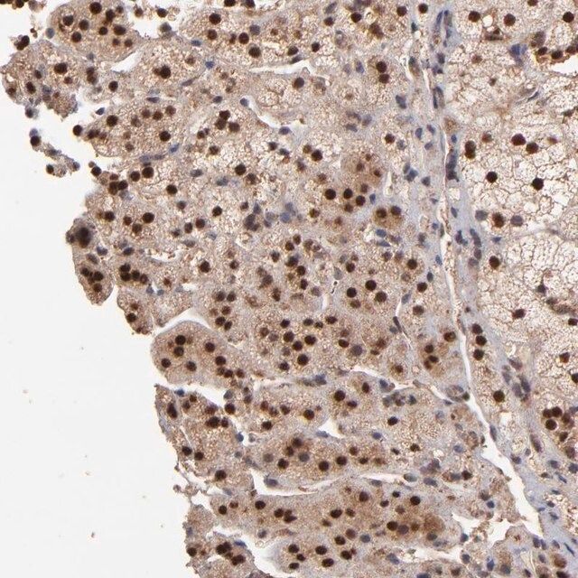 Anti-EAPP antibody produced in rabbit