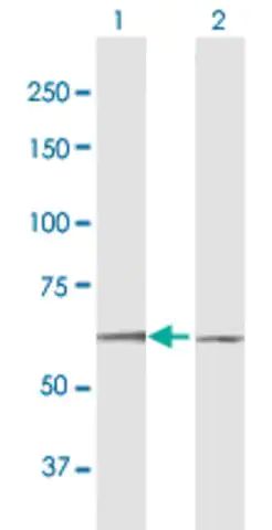 Anti-DYRK1B antibody produced in mouse